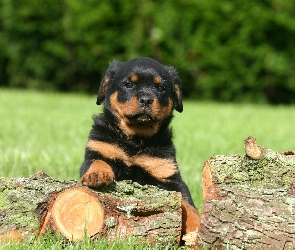 Pies, Rottweiler, Szczeniak