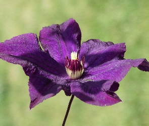 Kwiat, Clematis