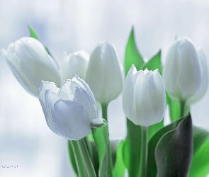 Białe, Kwiaty, Tulipany