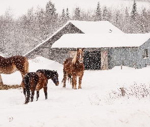 Konie, Śnieg, Padający, Farma