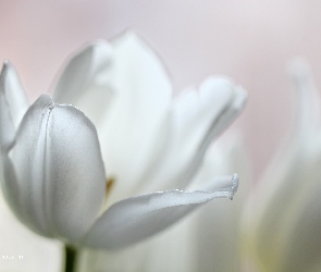 Tulipan, Kwiat, Biały