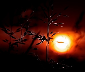 Słońca, Trawa, Zachód