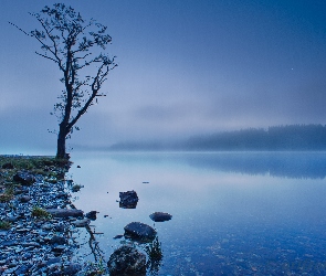 Jezioro, Kamienie, Mgła, Drzewo