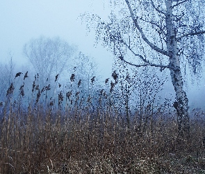 Mgła, Trzcina, Brzoza, Drzewa