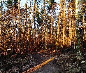 Las, Światło, Droga