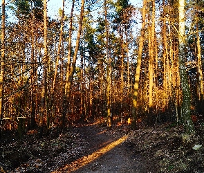 Droga, Światło, Las