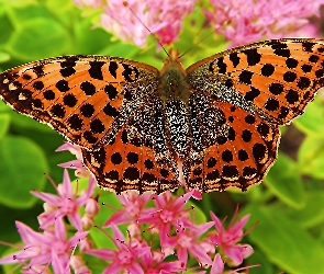 Motyl, Dostojka, Makro, Różowe, Kwiatki, Latonia