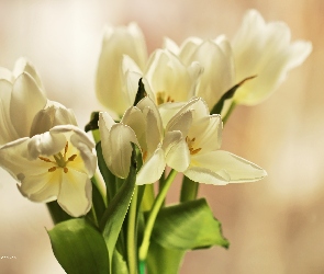 Bukiet, Tulipanów, Białych