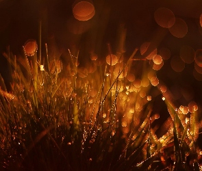 Rosa, Bokeh, Trawa, Makro