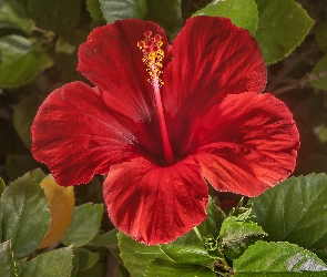 Czerwony, Kwiat, Hibiskus