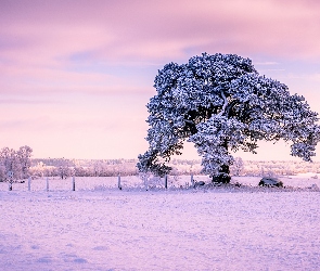 Śnieg, Ogrodzenie, Drzewo