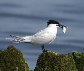 Rybitwa, Ryba