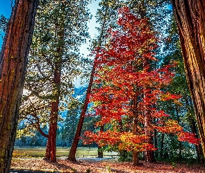 Stany Zjednoczone, Stan Kalifornia, Drzewa, Góry, Las, Park Narodowy Yosemite