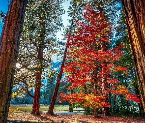 Drzewa, Las, Stan Kalifornia, Stany Zjednoczone, Park Narodowy Yosemite, Góry