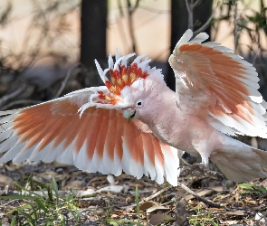 Kakadu, Las, Papuga