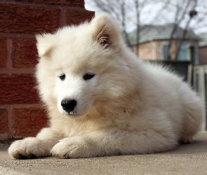 Samojed, Szczeniak, Słodki, Biały