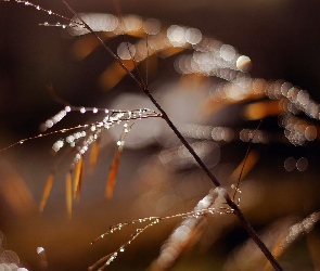 Rosa, Roślina, Makro