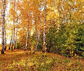 Las, Brzezina, Jesień