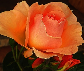 Pomarańczowa, Róża