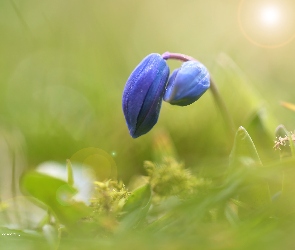 Cebulica Syberyjska, Pąk, Kwiat, Niebieski