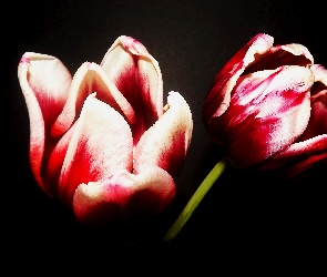 Kwiaty, Dwukolorowe, Tulipany