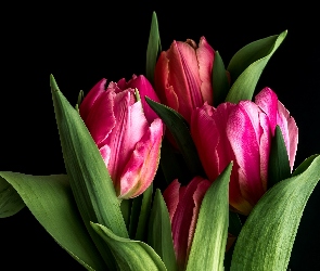 Tulipany