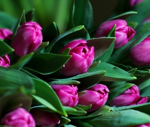 Fioletowe, Tulipany, Kwiaty