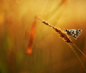 Trawa, Motyl