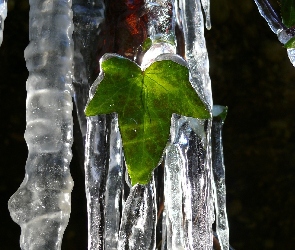 Liście, Sople