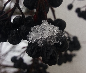 Aroni, Śnieg, Owoce