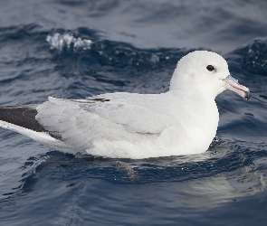 Ptak, Fulmar, Fale