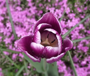 Kwiat, Tulipan
