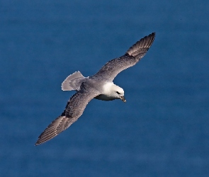 Morze, Lot, Fulmar, Ptak