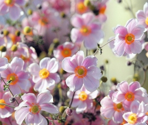 Bladoróżowe, Zawilec japoński, Kwiatki