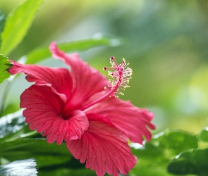 Kwiat, Hibiskusa