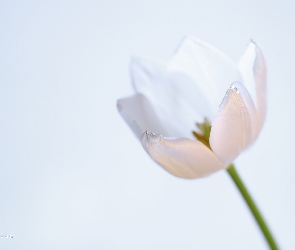 Biały, Kwiat, Tulipan