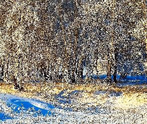 Zima, Światło, Śnieg, Przebijające, Drzewa