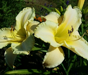 Liliowce, Środek, Żółty, Zielono, Białe