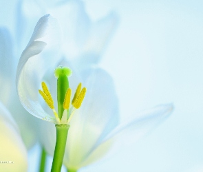 Pręciki, Kwiat, Tulipan, Biały