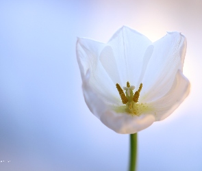 Tulipan, Kwiat, Biały