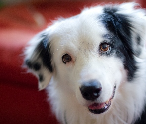 Pies, Border Collie