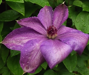 Clematis, Kwiat