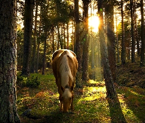 Las, Wschód Słońca, Koń