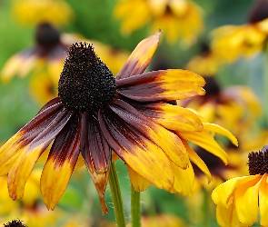 Makro, Kwiat, Błyskotliwa, Rudbekia, Brązowo, Żółty