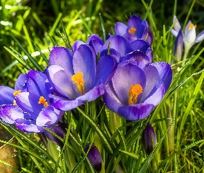 Krokusy, Trawa, Łąka