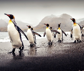 Brzeg, Morze, Pingwiny