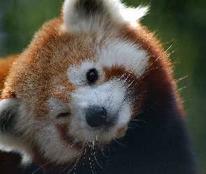Mała, Pandka ruda