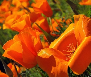 Pomarańczowe, Tulipany