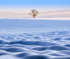 Zima, Drzewo, Samotne