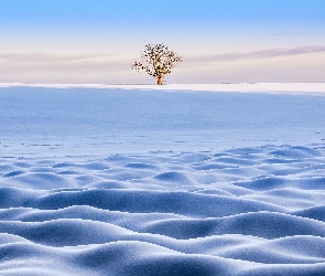 Samotne, Drzewo, Zima